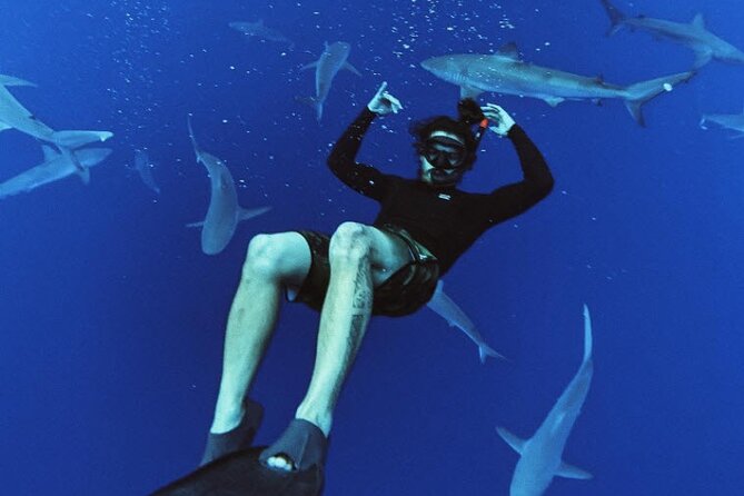 Pelagic Shark Dive Tour - North Shore Sharks: Why This One Feels Different