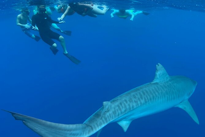 Pelagic Shark Dive Tour - The Boat Ride and Safety Talk: Where Comfort Gets Built