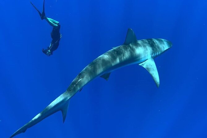 Pelagic Shark Dive Tour - Photo and Video Credits: Free, Fast, and Easy to Share