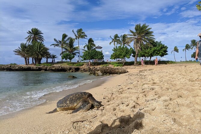 Private Oahu Circle Island Tour - Kahuku Farms and Fumi’s Shrimp: a lunch stop you can actually enjoy