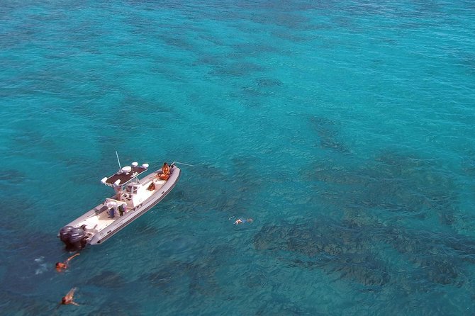 Private Snorkeling and Wildlife on The Adventure Boat - Turtle sightings, dolphins, and that moment everything clicks