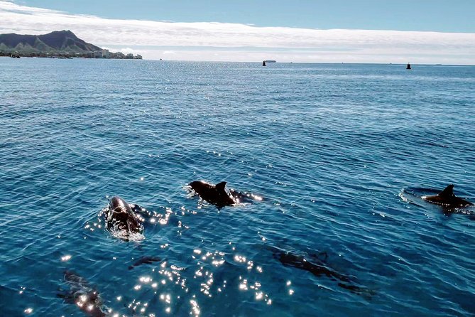 Private Snorkeling and Wildlife on The Adventure Boat - Captain Chris and the crew’s style: friendly, attentive, and not overbearing