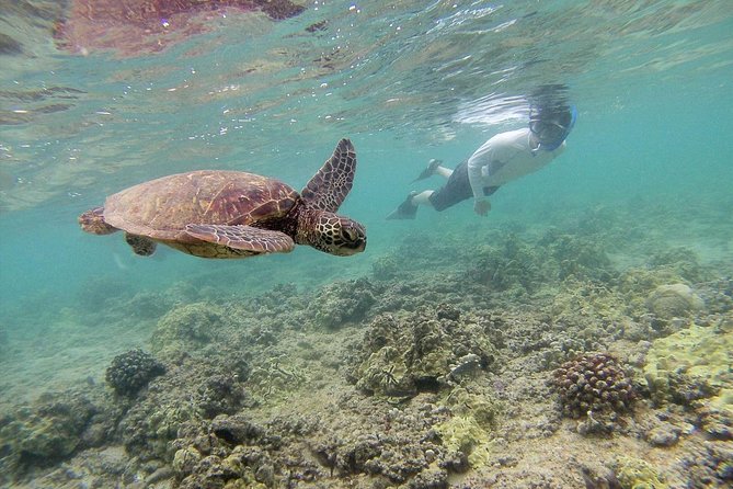 Private Tour of Oahu for 6 to 11 people - up to 8 hours - North Shore time: blowholes, beaches, and real wildlife luck