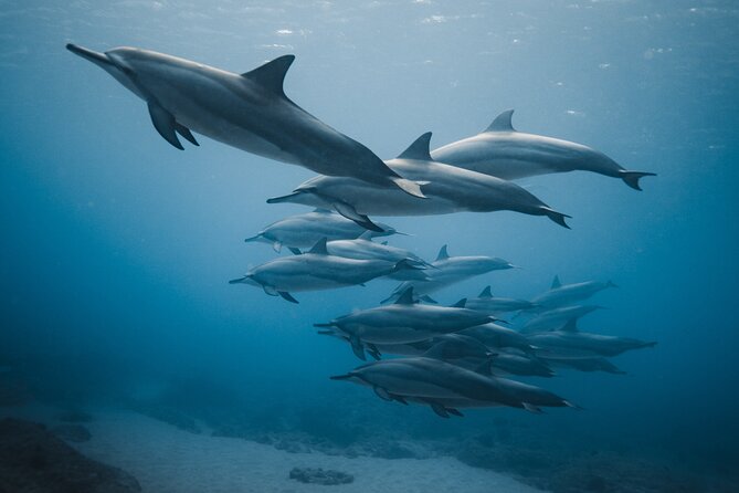 Private Whale Watching and Coastal Swimming Tour Honolulu - Sailing past Waikiki and Diamond Head with a custom plan