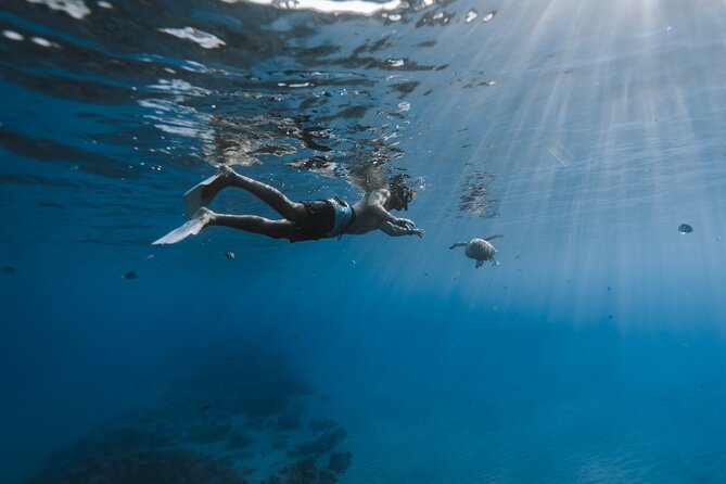 Private Whale Watching and Coastal Swimming Tour Honolulu - Sea turtle snorkeling and coastal swimming: what to expect in the water