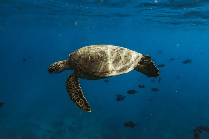 Private Whale Watching and Coastal Swimming Tour Honolulu - Timing, ride comfort, and getting the most from a 2-hour outing