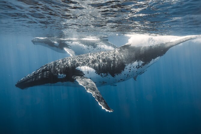 Private Whale Watching and Coastal Swimming Tour Honolulu - Who this private Honolulu whale watch suits best