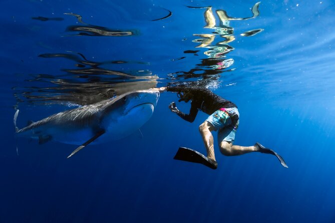Safe and Educational Shark Dive from Haleiwa: Sharks Guaranteed - Key reasons I think this one works