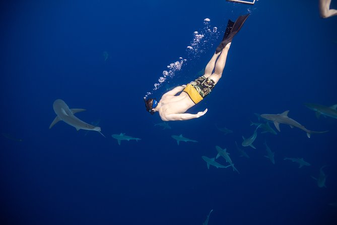 Safe and Educational Shark Dive from Haleiwa: Sharks Guaranteed - Why the Haleiwa Shark Encounter Feels More Like Science Than Spectacle