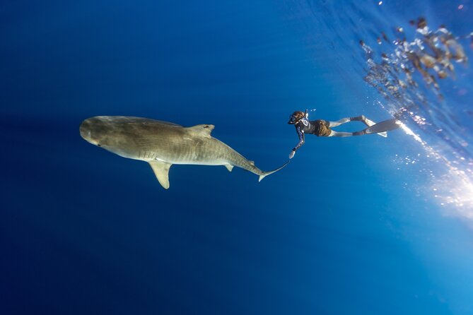 Safe and Educational Shark Dive from Haleiwa: Sharks Guaranteed - Learning to Read Sharks: Behavior, Body Language, and What to Do