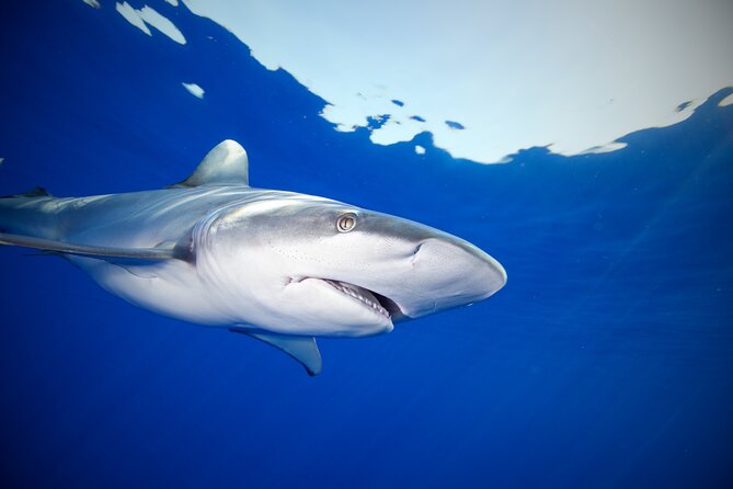 Safe and Educational Shark Dive from Haleiwa: Sharks Guaranteed - What You Can See: Species Cues, Tiger Shark Chances, and Ocean Extras