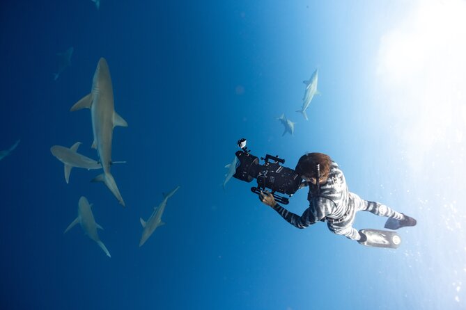 Safe and Educational Shark Dive from Haleiwa: Sharks Guaranteed - Price, Photo Options, and Real Value at $165.71