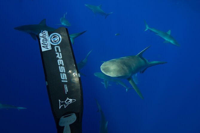 Safe and Educational Shark Dive from Haleiwa: Sharks Guaranteed - Who This Oahu Shark Encounter Suits Best