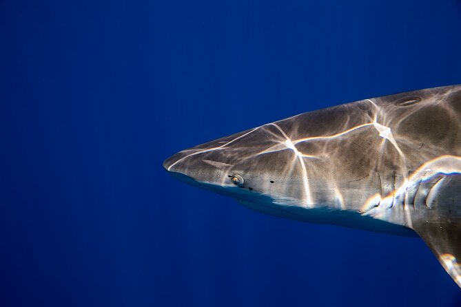 Safe and Educational Shark Dive from Haleiwa: Sharks Guaranteed - Practical Tips That Make a Big Difference