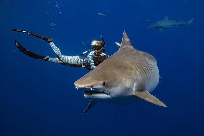 Safe and Educational Shark Dive from Haleiwa: Sharks Guaranteed - Meeting at Haleiwa and What You Do Before the Ocean Part