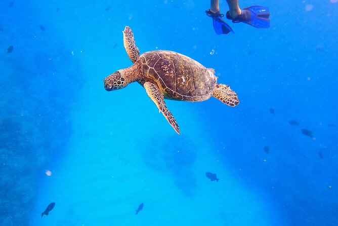 Sail and Turtle Snorkeling Tour in Waikiki - The Trimaran Boat Setup: Shade, Seating, and Stability