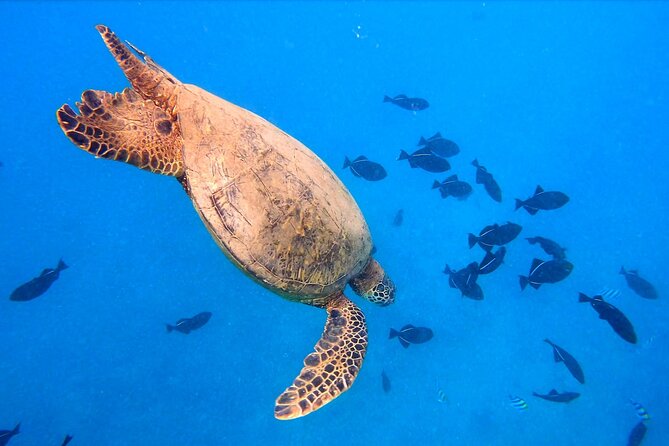 Sail and Turtle Snorkeling Tour in Waikiki - BYOB, No-Glass Rules, and the Best Way to Pack