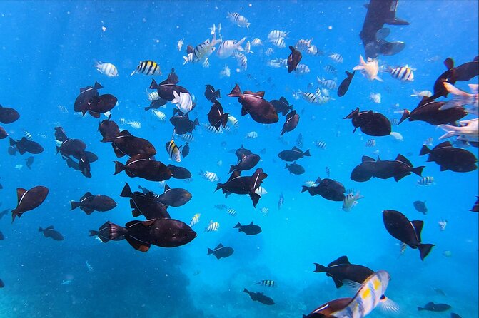 Sail and Turtle Snorkeling Tour in Waikiki - Price Check: Does $99 Really Hold Up in Waikiki?