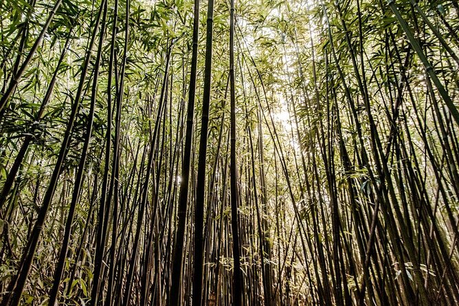 Self guided Hike Trail to Nature Walk & Waterfall - Manoa Falls hike: what makes this feel worth the trip