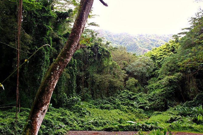 Self guided Hike Trail to Nature Walk & Waterfall - Stop 1: Manoa Falls Trail in Rainbow Valley (the main event)