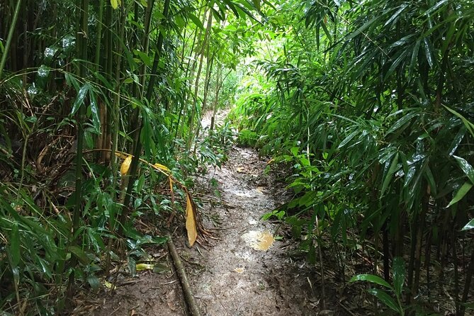 Self guided Hike Trail to Nature Walk & Waterfall - Stop 2: Manoa Falls itself, plus film-famous jungle moments