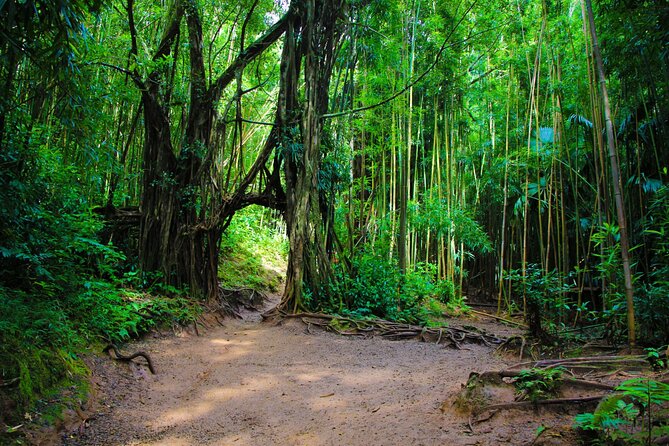 Self guided Hike Trail to Nature Walk & Waterfall - Manoa’s plantation past: sugarcane and coffee on the slopes