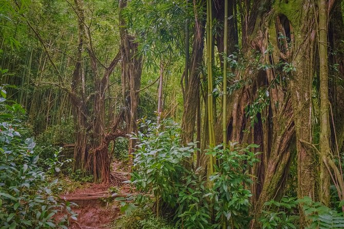 Self guided Hike Trail to Nature Walk & Waterfall - Stop 3: Puu Ualakaa State Park lookout over Honolulu