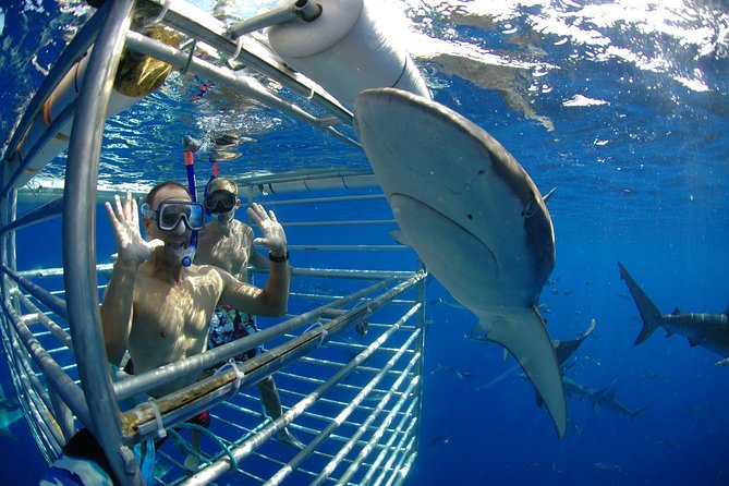 Shark Cage Diving on Oahu’s North Shore - Why Oahu’s North Shore shark cage setup feels different