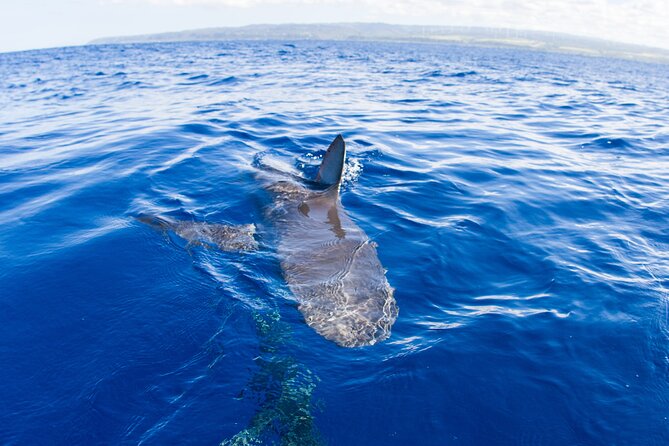 Shark Cage Diving on Oahu’s North Shore - The cage and polyglass windows: your safest route to real close-up viewing