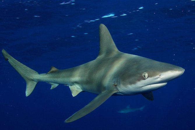 Shark Cage Diving on Oahu’s North Shore - Who should pick the in-cage option vs. observer ticket