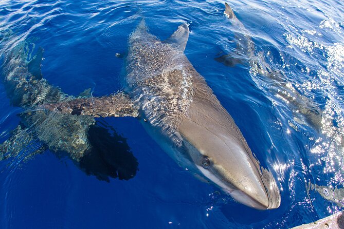 Shark Cage Diving on Oahu’s North Shore - Comfort tips that improve your day (especially in cooler months)