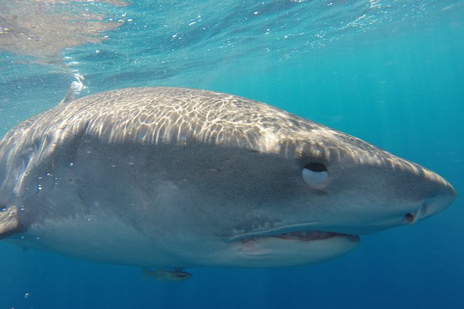 Shark Cage Diving on Oahu’s North Shore - Hale’iwa Boat Harbor to the shark site: how the 2-hour experience flows