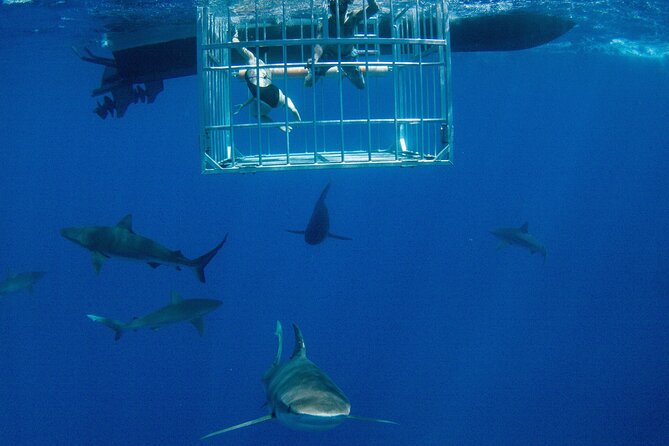 Shark Cage Diving On "The World Famous North Shore of Oahu", Hawaii - Key highlights you’ll care about