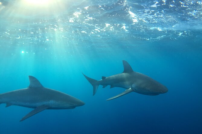 Shark-Dive Tour on Oahu's North Shore - Quick hits before you go