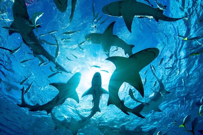 Shark-Dive Tour on Oahu's North Shore - Cage-free shark snorkeling off Haleiwa: what you’re actually booking