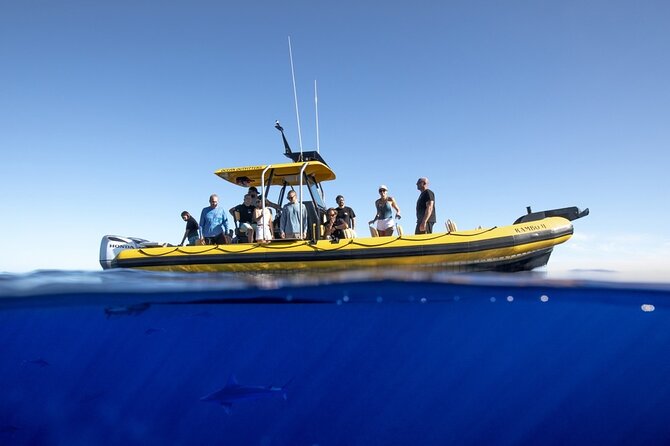 Shark-Dive Tour on Oahu's North Shore - Group size and attention: why 12 matters more than you think