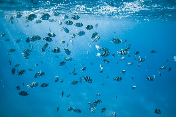Small Group Turtle Canyon Snorkel in Waikiki (Boat Tour) - Your Guides: Names You’ll Hear and the Style That Makes It Click