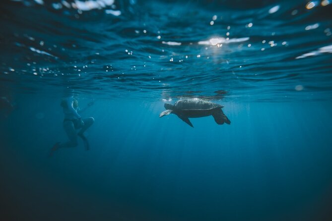 Small Group Turtle Canyon Snorkel in Waikiki (Boat Tour) - Value Check: Is $85 Fair for This Turtle Canyon Snorkel?