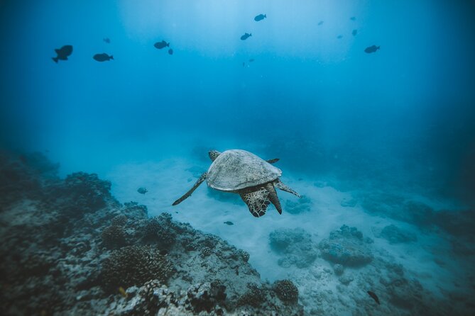 Small Group Turtle Canyon Snorkel in Waikiki (Boat Tour) - Meeting Point at Hawaii Ocean Charters (Ala Moana Start)