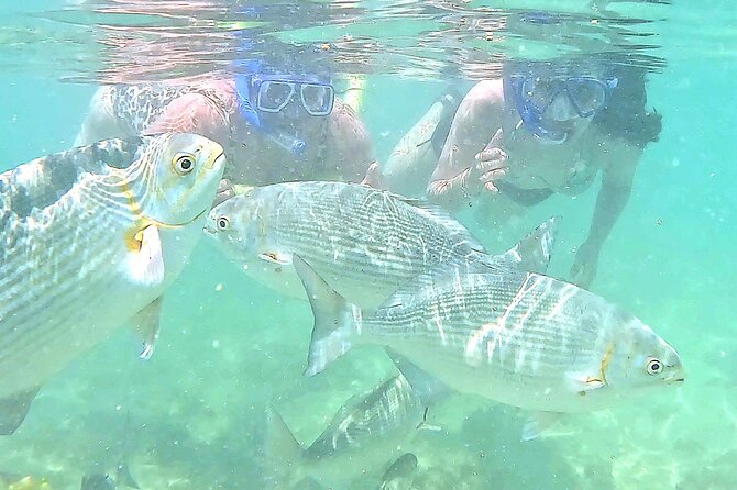 Snorkeling in Waikiki Many Fish All Levels Free Video & Pics! - Waikiki Snorkeling in a Marine Conservation Area Spot
