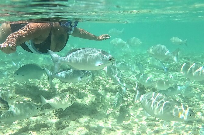 Snorkeling in Waikiki Many Fish All Levels Free Video & Pics! - Your One-Hour Itinerary: From Waikiki Beach to Reef Time