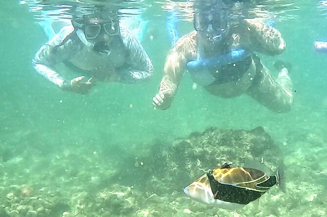 Snorkeling in Waikiki Many Fish All Levels Free Video & Pics! - Price and Value: How $38 Fits an Hour of Reef Time