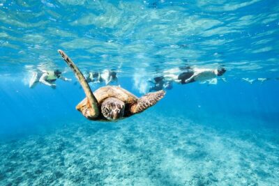 Snorkeling with Sea Turtles in Waikiki Hawaii Boat Tour - Snorkeling with honu: what your time in the water feels like