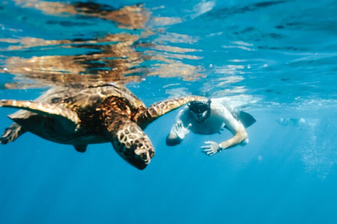 Snorkeling with Sea Turtles in Waikiki Hawaii Boat Tour - Pickup and boat logistics: what makes this feel low-hassle