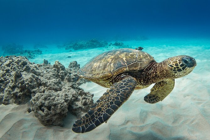 Snorkeling with Sea Turtles in Waikiki Hawaii Boat Tour - Wildlife odds: turtles are the main event, but watch for bonus encounters
