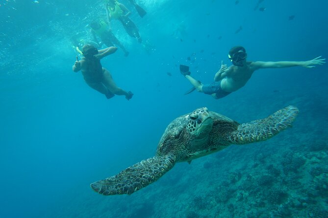 Snorkeling with Sea Turtles in Waikiki Hawaii Boat Tour - Safety and turtle etiquette: why the rules are part of the experience