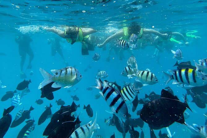 Snorkeling with Sea Turtles in Waikiki Hawaii Boat Tour - What’s included (and what you might want to add)