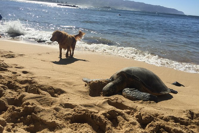Surf Lessons on the North Shore of Oahu - Price and What You Really Get for $95