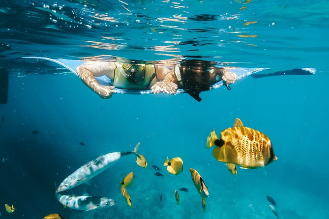 Swim with Dolphins Catamaran with Waterslide & Lunch on Oahu - Price, What You Actually Get for $199, and the Value Angle