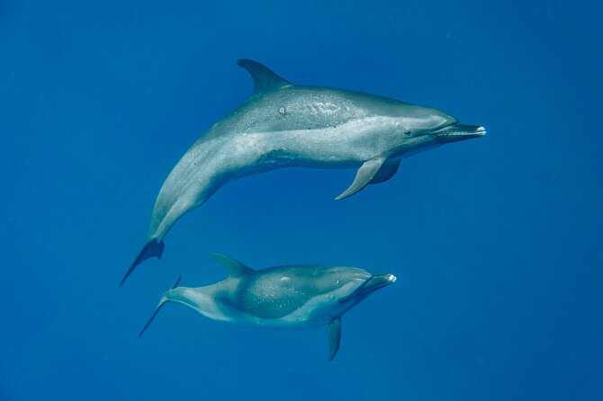 Swim With Dolphins & Turtles in West Oahu (Semi-Private Tours) - Waianae’s coast is built for an ocean safari